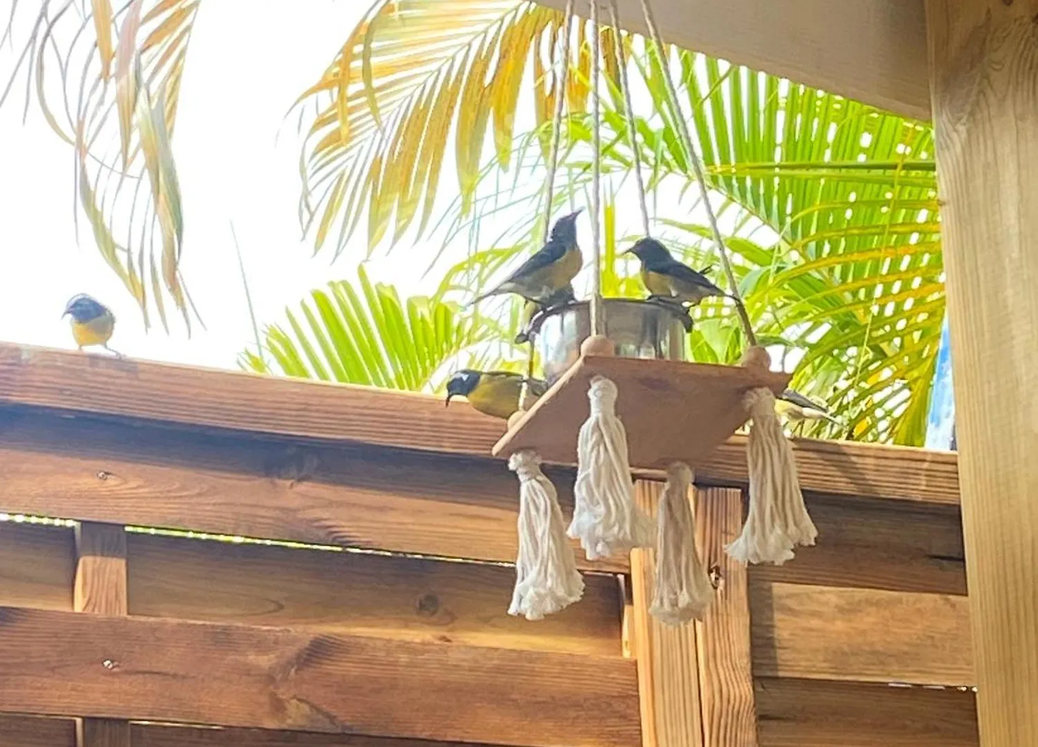 Mabouya Le Helleux Sainte Anne Proche Spot De Surf Villa Holiday home Sainte-Anne (Grande-Terre)